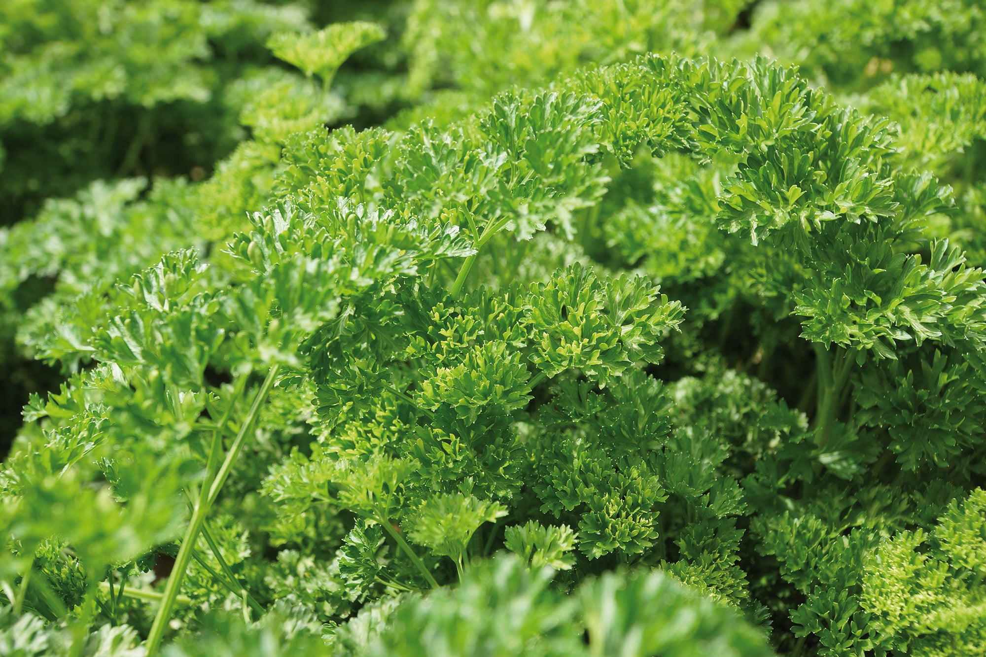 Salsa: uma espécie emblemática na categoria de aromáticas