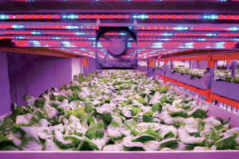 sementes_vertical_farming