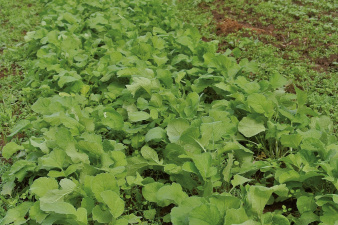radish_production_voltz