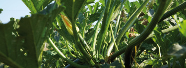 courgettes_voltz_maraichage